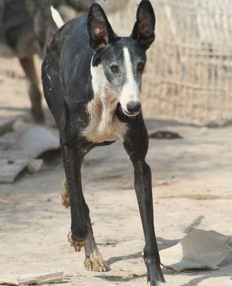 CARUSO un pauvre galgo de 5ans a l'adoption chez soos chiens galgos