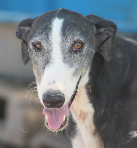 CARUSO un pauvre galgo de 5ans a l'adoption chez soos chiens galgos