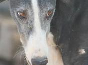 CARUSO pauvre galgo 5ans l'adoption chez soos chiens galgos