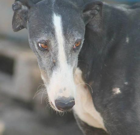 CARUSO un pauvre galgo de 5ans a l'adoption chez soos chiens galgos