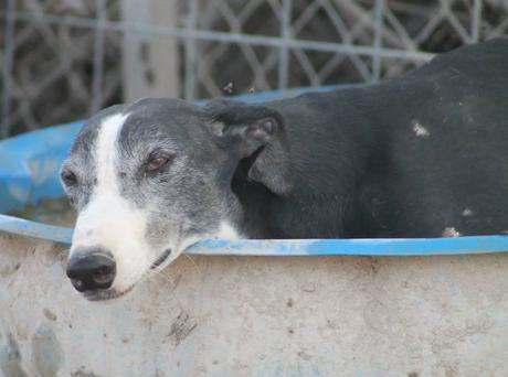 CARUSO un pauvre galgo de 5ans a l'adoption chez soos chiens galgos
