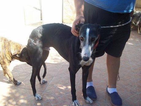 CARUSO un pauvre galgo de 5ans a l'adoption chez soos chiens galgos