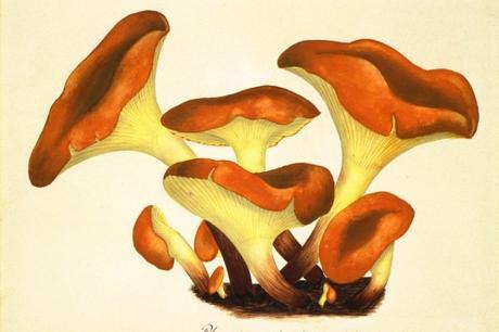 Jean Henri Fabre - Aline Delage Jean Henri Fabre - Aline Delage