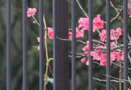 chaenomeles près montcourt 8 janv 2016 018.jpg
