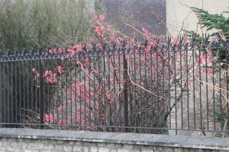 1 chaenomeles montcourt 8 janv 2016 017.jpg