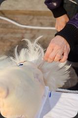 Bresse-100 Bresse-100