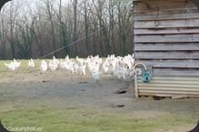 Bresse-130 Bresse-130