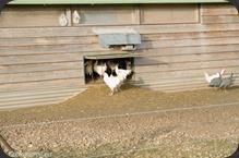 Bresse-129 Bresse-129