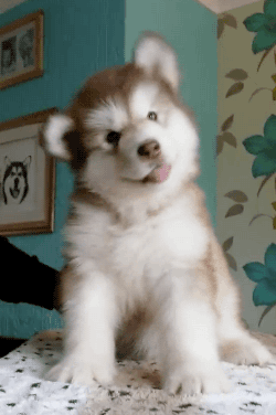 Gif-chiot-cute