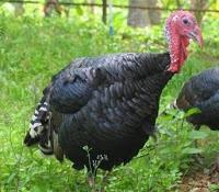 ON EST VRAIMENT BIEN NOURRI DANS CETTE FERME !