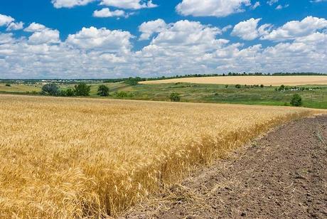 Un tiers terres arables planète menacées disparaître