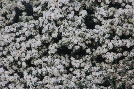 3 vib tinus pringy 11 janv 2016 008.jpg