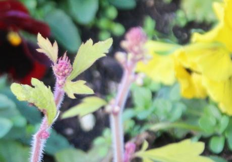 16 heuchera boutons pringy 11 janv 2016 022.jpg