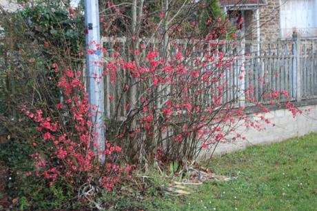 17 chaenomeles pringy 11 janv 2016 023.jpg