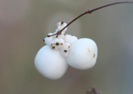 8 symphorine pringy 11 janv 2016 025.jpg