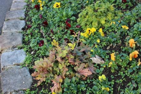 14 heuchera pringy 11 janv 2016 021.jpg