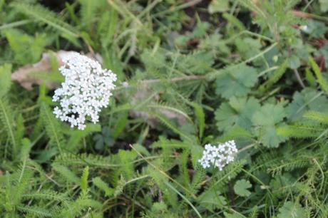 achillée pringy 11 janv 2016 028.jpg