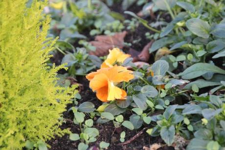 13 pensées pringy 11 janv 2016 019.jpg