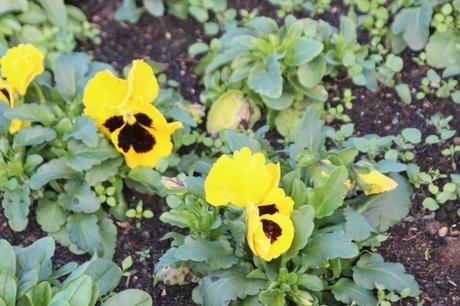 10 pensées pringy 11 janv 2016 016.jpg