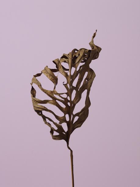 Discoveries No.16 Leaf Thomas Brown Leaf Thomas Brown portrait de feuille
