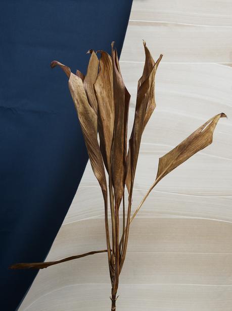 Discoveries No.16 Leaf Thomas Brown Leaf Thomas Brown portrait de feuille