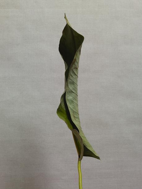 Discoveries No.16 Leaf Thomas Brown Leaf Thomas Brown portrait de feuille