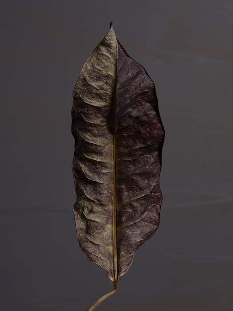 Discoveries No.16 Leaf Thomas Brown Leaf Thomas Brown portrait de feuille