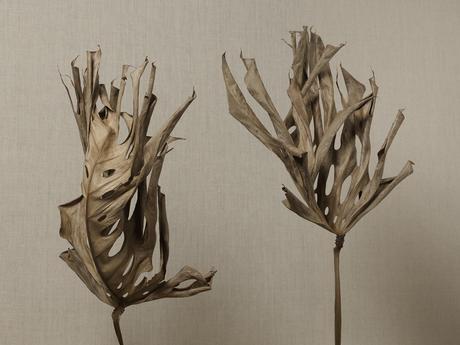 Leaf Thomas Brown portrait de feuille