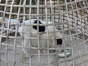 Thaïlande: Vies chiens, toujours facile(vidéo)