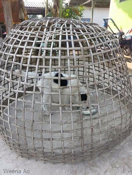 Thaïlande: Vies de chiens, pas toujours facile(vidéo)