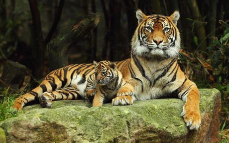 Tiger mums