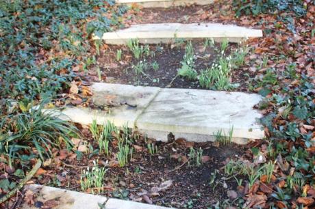 2 galanthus veneux 11 janv 2016 006.jpg