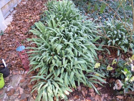 galanthus 4 mars 2011 005.jpg