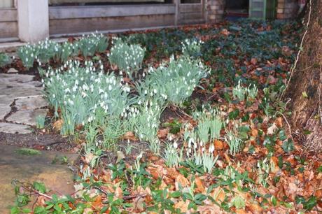 4 galanthus veneux 12 janv 2016 001.jpg