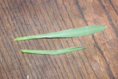 9  galanthus veneux 4 janv 2016 008 (2).jpg