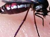 Pourquoi moustique pique-t-il