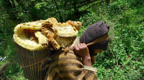 [DVD] Himalaya, face aux abeilles géantes, les derniers cueilleurs de miel font de la résistance !