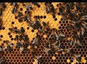 [DVD] Himalaya, face abeilles géantes, derniers cueilleurs miel font résistance