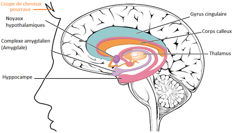 Ados – Que se passe t’il dans votre cerveau gyrus cingulaire cingulate complexe amygdalien amygdale amygdala noyaux hypothalamiques hypotalamic nuclei hyppocampe hyppocampus thalamus corps calleux corpus callosum