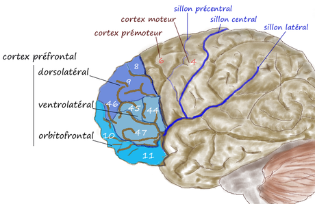 cortex prefrontal humain