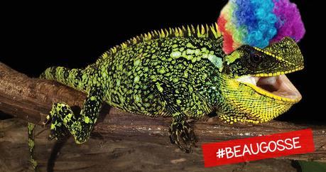 Enyalioides altotambo espĂ¨ce dĂŠcouverte 2015