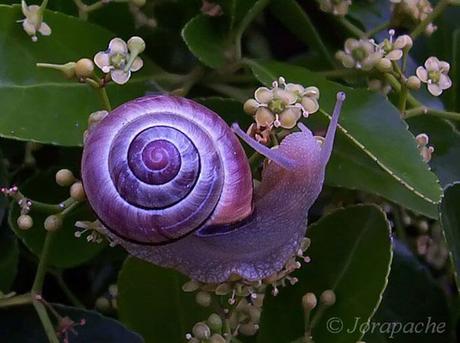 Escargot violet - 