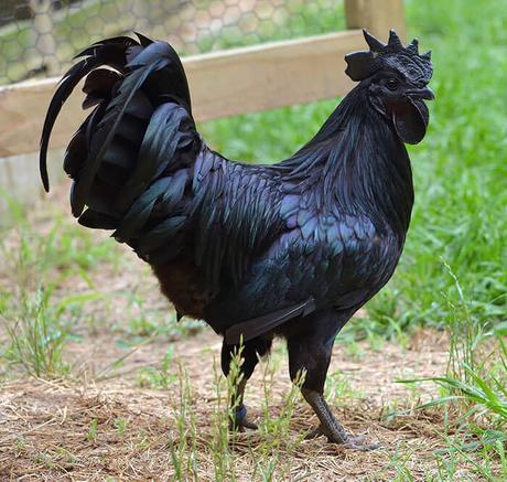 Coq noir Ayam Ceman - Originaire d’Indonésie, la poule ou le coq de race Ayam Cemani a la particularité d’être entièrement noir : plumes, pattes, bec, yeux, crête, barbillon, peau, viande et os sont noirs avec différentes nuances suivant la luminosité. 