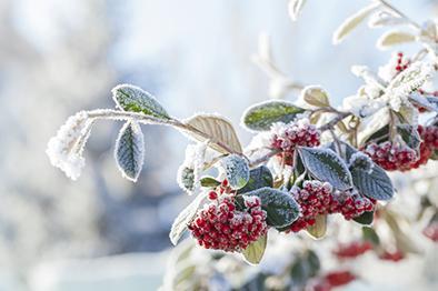 Close-up photograph of snowy rowan berries