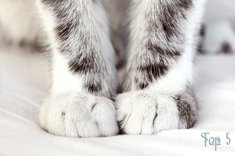 Top 5 #15 Petits amis fictifs