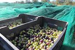 Découvrez l’Huile d’olive ‘nouvelle’ de Bastide du Laval ! images-10