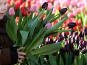 janvier journée tulipe Amsterdam