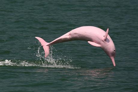 Dauphin rose - On l’appelle dauphin à bosse du Pacifique ou sotalie de Chine. L’animal devient rose à l’âge adulte. On en trouve notamment à Hong Kong mais ils sont en voie de disparition.