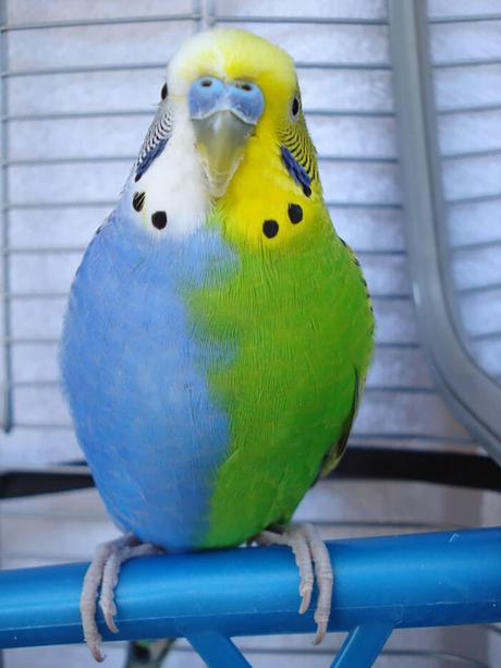 Perruche ondulée bleue et verte - La perruche ondulée est une espèce d’oiseau australien qui peut avoir plusieurs mutations de couleurs et des mutations de dessins.
