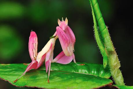 Mante orchidée - Cette espèce se caractérise par l’éclat de ses couleurs et une structure finement adaptée pour le camouflage. Sa couleur peut varier entre le rose et le brun en fonction de la couleur de l’arrière-plan.